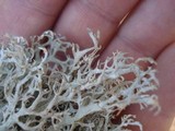 Pseudevernia consocians image
