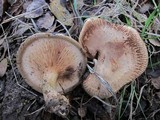 Paxillus involutus image