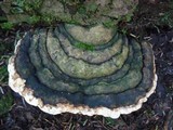 Fomitopsis ochracea image