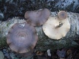 Polyporus brumalis image