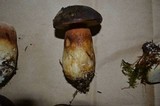 Boletus fibrillosus image