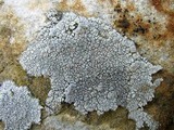 Aspicilia cinerea image