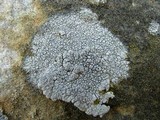 Aspicilia cinerea image