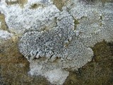 Aspicilia cinerea image