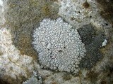 Aspicilia cinerea image