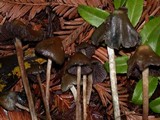 Psilocybe semilanceata image