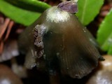 Psilocybe semilanceata image