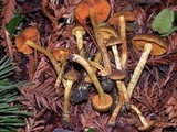 Cortinarius croceus image