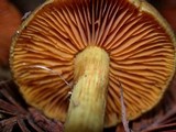 Cortinarius croceus image