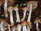Cortinarius caperatus image