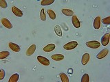 Psilocybe serbica image