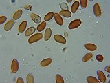 Psilocybe serbica image