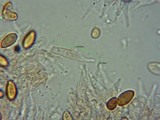 Psilocybe serbica image