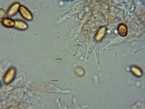 Psilocybe serbica image
