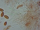 Psilocybe serbica image