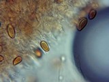 Psilocybe serbica image