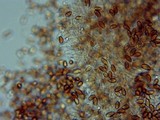 Psilocybe serbica image