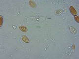 Psilocybe serbica image