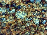 Psilocybe serbica image