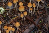 Hypholoma dispersum image