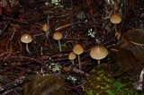 Psilocybe pelliculosa image