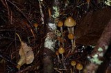 Psilocybe pelliculosa image