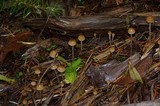 Psilocybe pelliculosa image