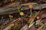 Psilocybe pelliculosa image