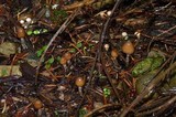 Psilocybe pelliculosa image