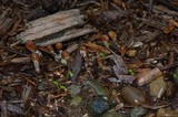 Psilocybe pelliculosa image