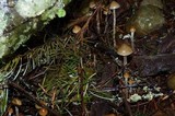 Psilocybe pelliculosa image