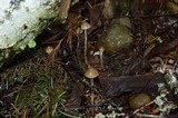 Psilocybe pelliculosa image