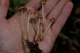 Psilocybe pelliculosa image