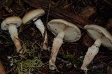 Pholiota lenta image