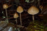Psilocybe pelliculosa image
