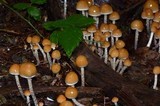 Hypholoma dispersum image