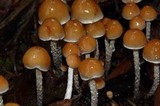 Hypholoma dispersum image