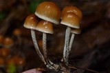 Hypholoma dispersum image