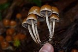 Hypholoma dispersum image