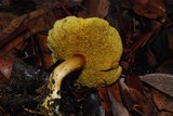 Boletus chrysenteron image