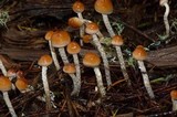 Hypholoma dispersum image