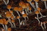 Hypholoma dispersum image