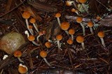 Hypholoma dispersum image