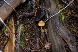 Psilocybe pelliculosa image