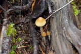 Psilocybe pelliculosa image