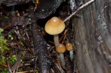 Psilocybe pelliculosa image