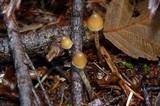 Psilocybe pelliculosa image