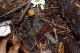 Psilocybe pelliculosa image