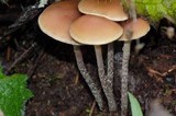 Hypholoma dispersum image