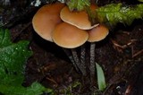 Hypholoma dispersum image